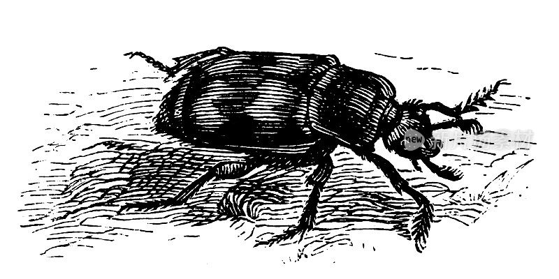 埋葬甲虫(Nicrophorus Vespillo)